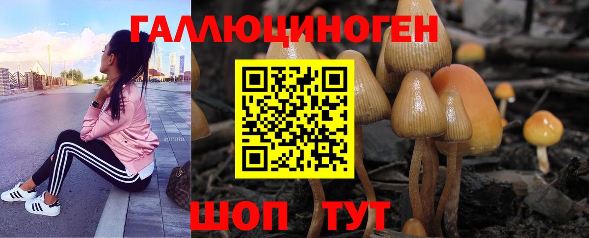 Гай  Псилоцибиновые грибы мицелий  Вход с VPN  Псилоцибиновые грибы Cubensis 